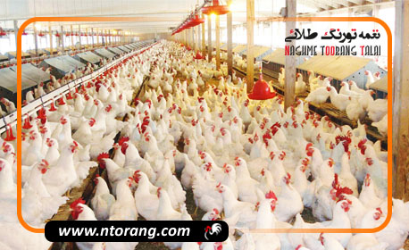 واریز نقدی وجوه مرغ زنده در سامانه رهتاب